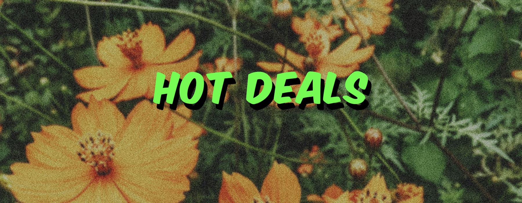 Hot Deals