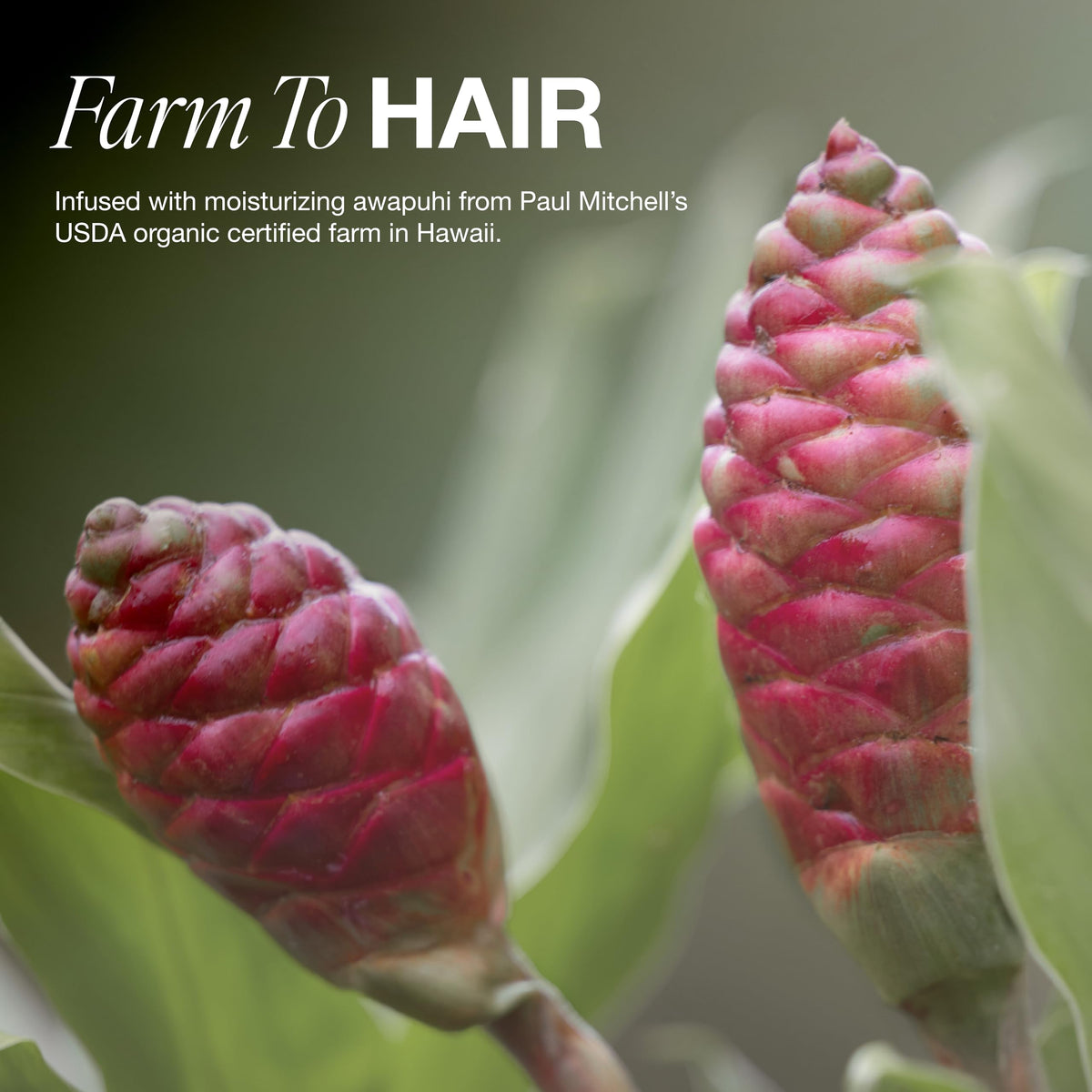 PAUL MITCHELL-AWAPUHI ORIGINAL SHAMPOO (1000ML/33.8OZ)