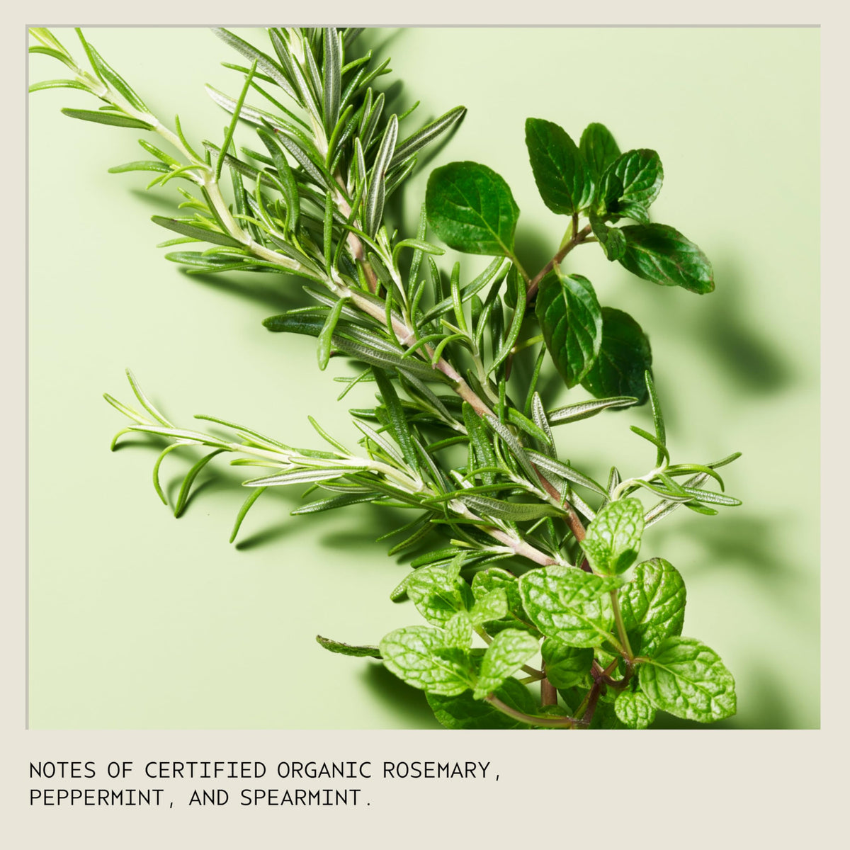 AVEDA-ROSEMARY MINT WEIGHTLESS CONDITIONER (50ML/1.7OZ)